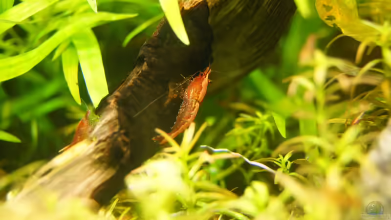 Besatz im Aquarium Garnelen von Liquid (31)