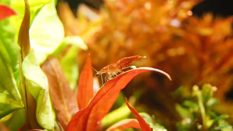 Besatz im Aquarium Garnelen von Liquid (34)