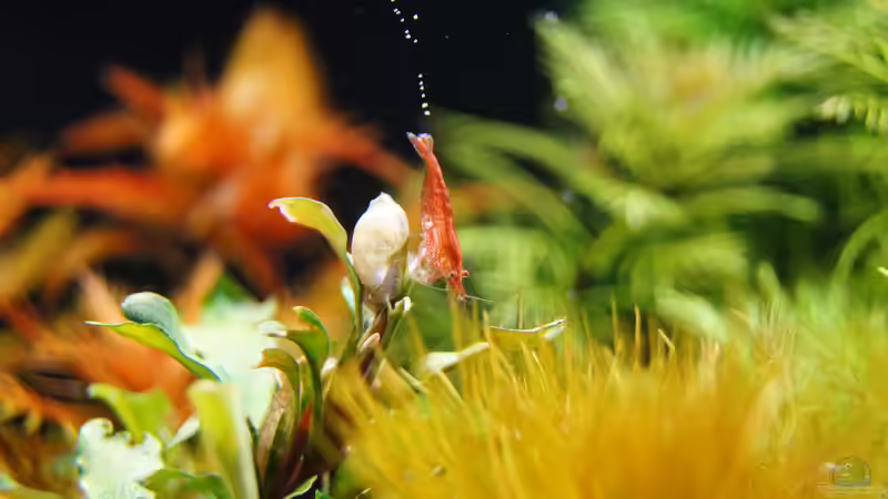 Besatz im Aquarium Garnelen von Liquid (36)