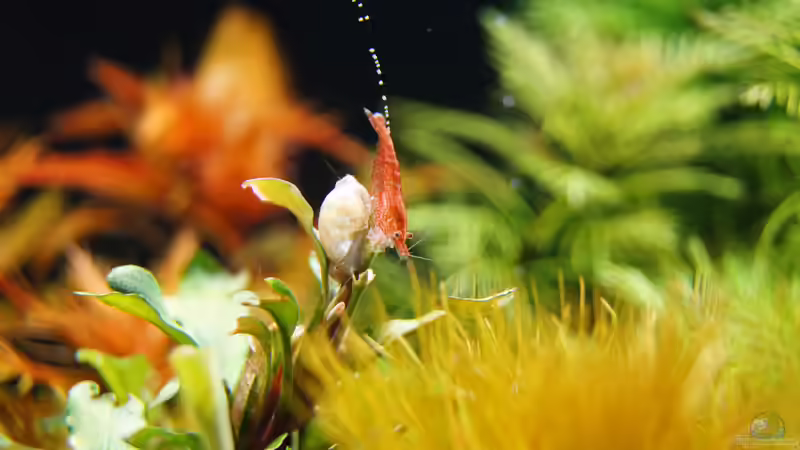 Besatz im Aquarium Garnelen von Liquid (38)