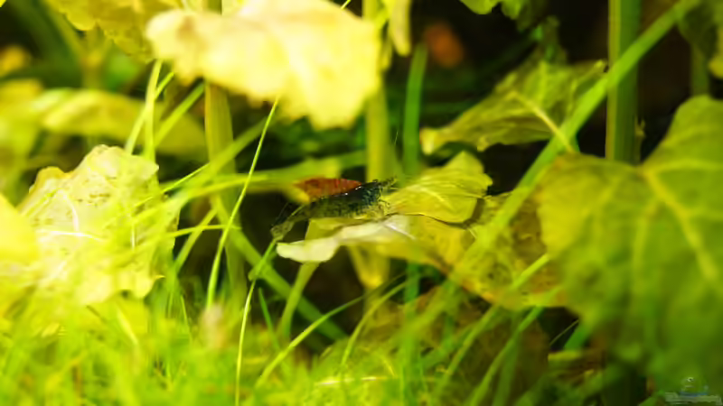 Besatz im Aquarium Garnelen von Liquid (39)