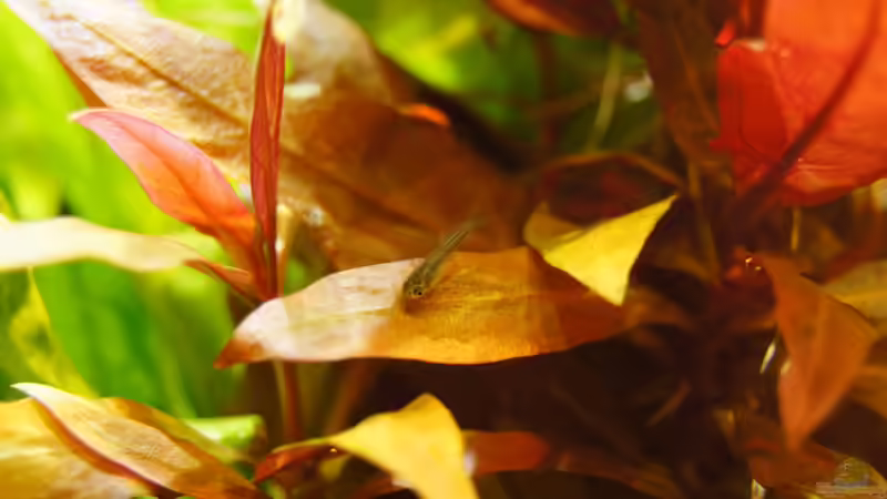 Besatz im Aquarium Garnelen von Liquid (40)
