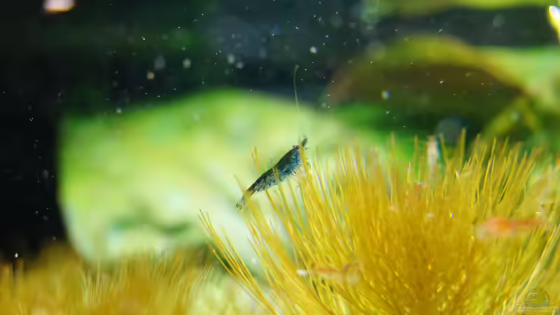 Besatz im Aquarium Garnelen von Liquid (41)
