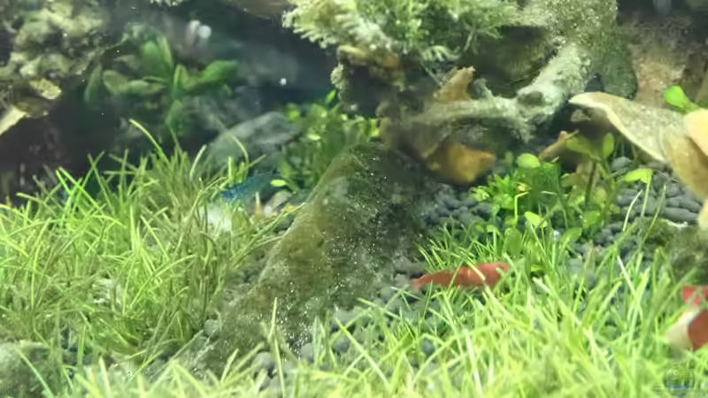 Besatz im Aquarium Garnelenbaum von Mark D.C. (20)