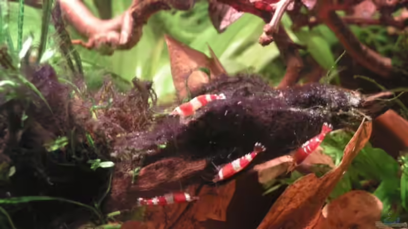 Besatz im Aquarium Garnelenbecken aufgelöst von Peggy (3)