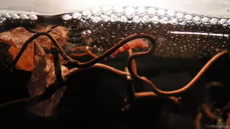 Besatz im Aquarium Garnelenbecken aufgelöst von Peggy (4)