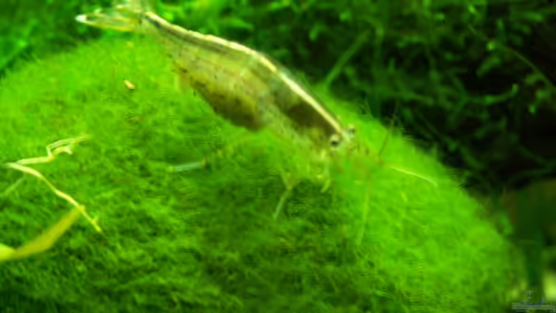 Besatz im Aquarium Garnelenbecken von Chris 81 (8)