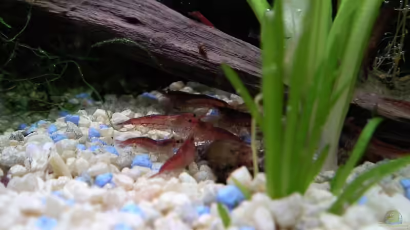 Besatz im Aquarium Garnelenbecken von Inot (3)