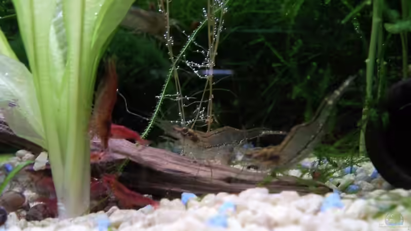 Besatz im Aquarium Garnelenbecken von Inot (4)