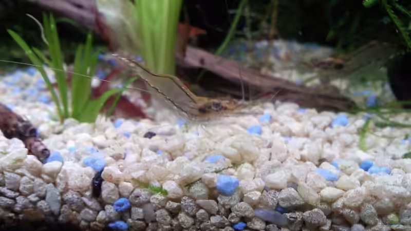 Besatz im Aquarium Garnelenbecken von Inot (5)