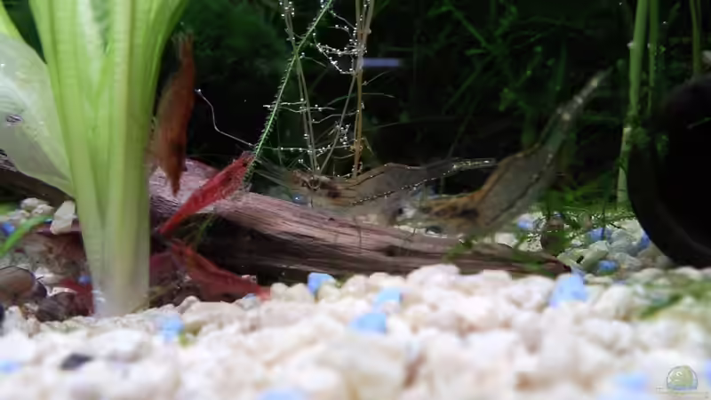 Besatz im Aquarium Garnelenbecken von Inot (6)