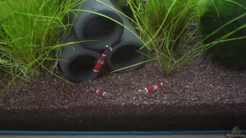 Besatz im Aquarium Garnelenbecken von Timo10 (11)