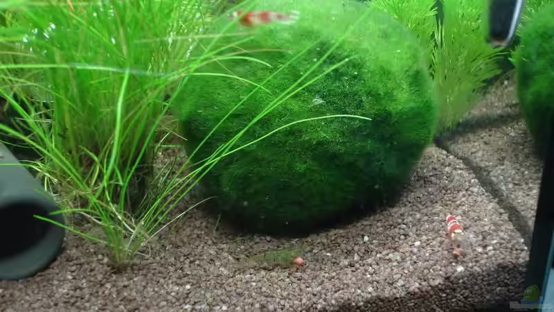 Besatz im Aquarium Garnelenbecken von Timo10 (13)