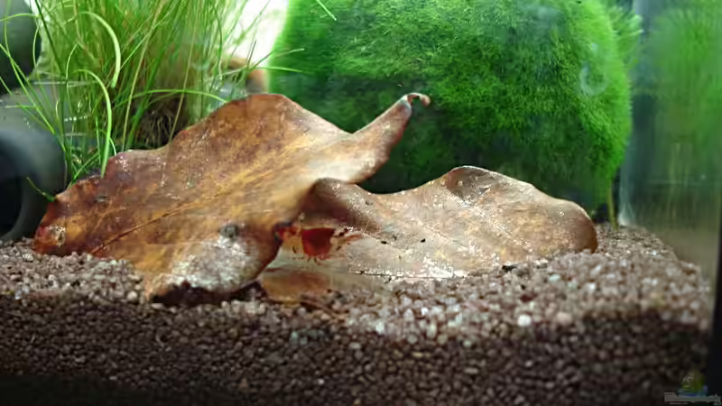 Besatz im Aquarium Garnelenbecken von Timo10 (15)