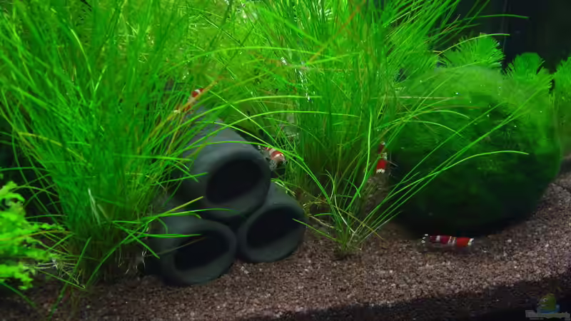 Besatz im Aquarium Garnelenbecken von Timo10 (16)