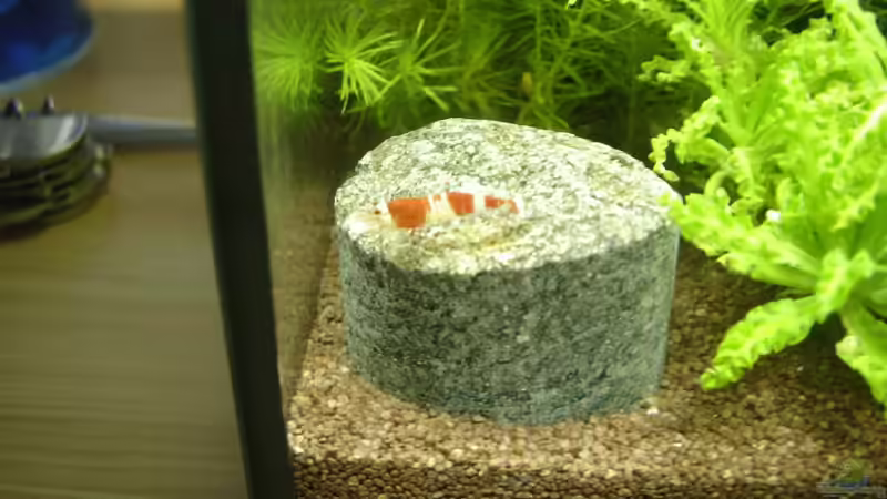 Besatz im Aquarium Garnelenbecken von Timo10 (17)