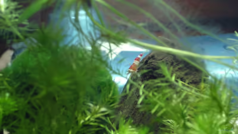 Besatz im Aquarium Garnelenbecken von Timo10 (19)