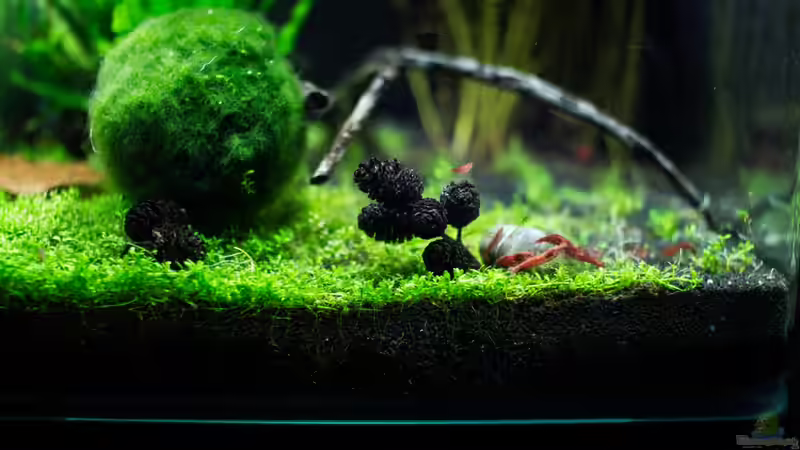 Besatz im Aquarium Garnelenbox von Fabian M (5)