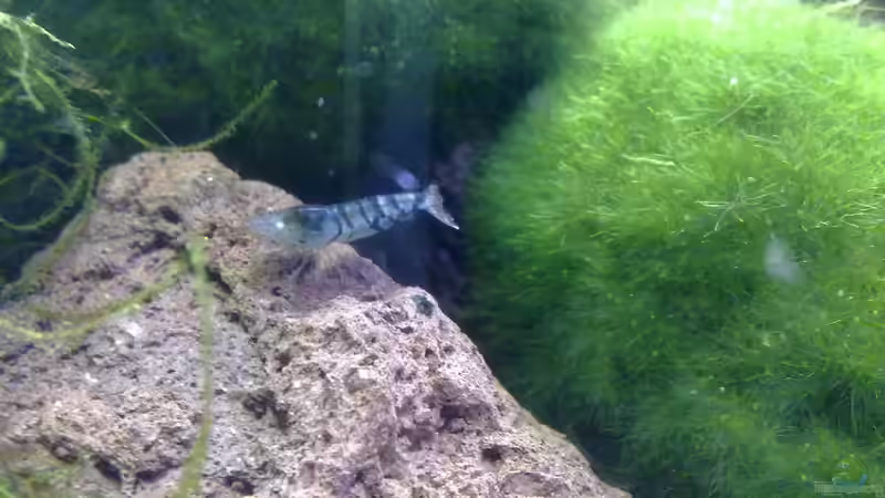 Besatz im Aquarium Garnelentraum in 120 Litern von Poker (7)