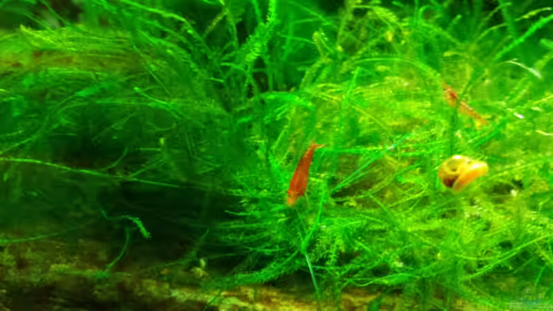 Besatz im Aquarium Garni Becken von Aqua (7)