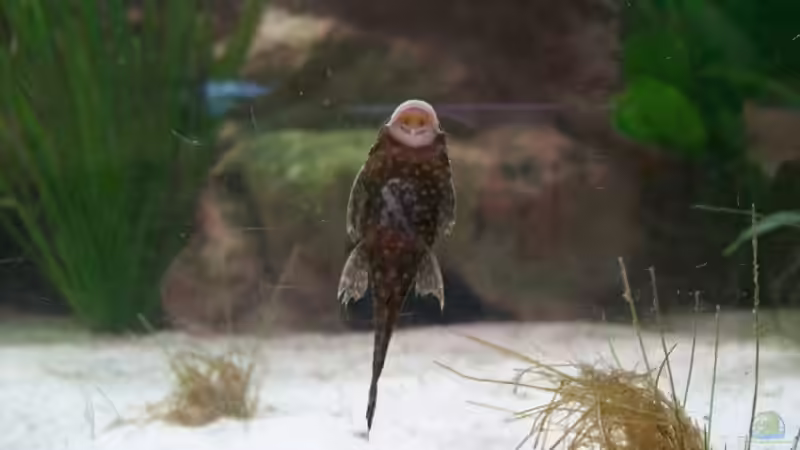 Besatz im Aquarium Gauchel Becken von Christoph Lange (10)