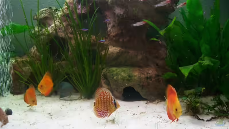 Besatz im Aquarium Gauchel Becken von Christoph Lange (11)