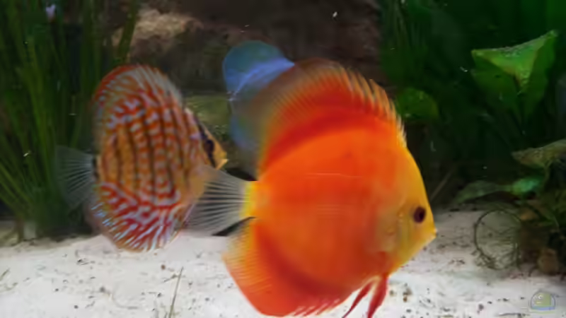 Besatz im Aquarium Gauchel Becken von Christoph Lange (12)