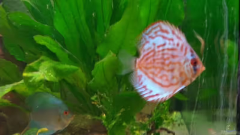 Besatz im Aquarium Gauchel Becken von Christoph Lange (15)