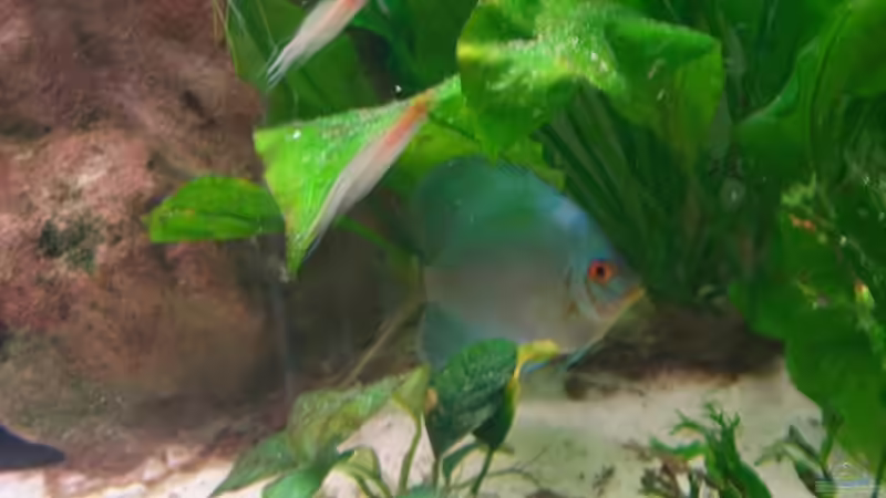 Besatz im Aquarium Gauchel Becken von Christoph Lange (16)