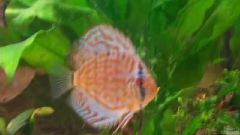 Besatz im Aquarium Gauchel Becken von Christoph Lange (9)