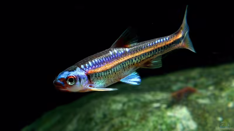 Besatz im Aquarium Gebirgsbach Paludarium von Zigermandli (7)