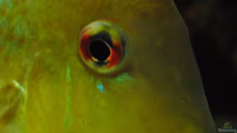 Besatz im Aquarium Geophagus & Co von weyrobing (18)