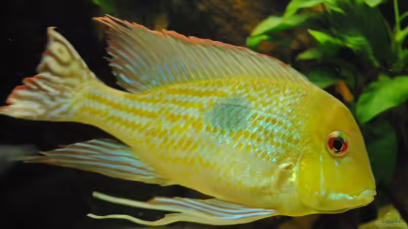 Besatz im Aquarium Geophagus & Co von weyrobing (23)