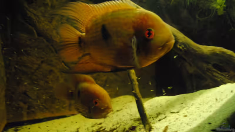 Besatz im Aquarium Geophagus & Co von weyrobing (27)