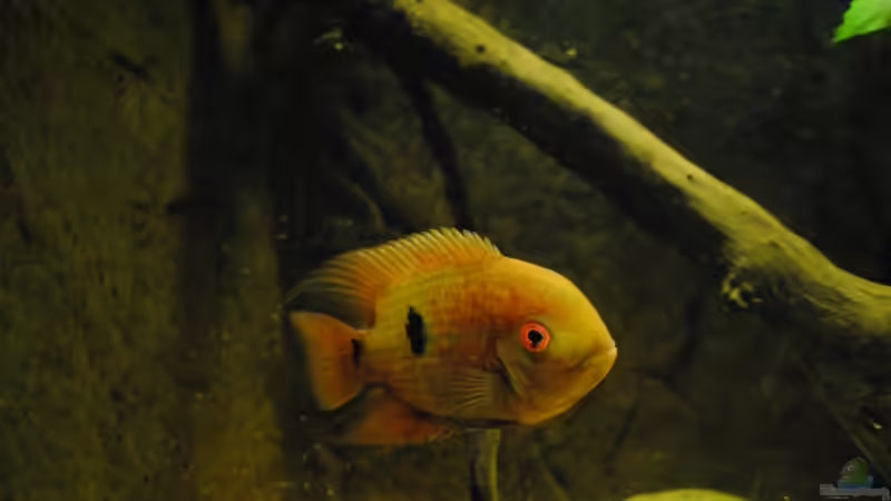 Besatz im Aquarium Geophagus & Co von weyrobing (28)