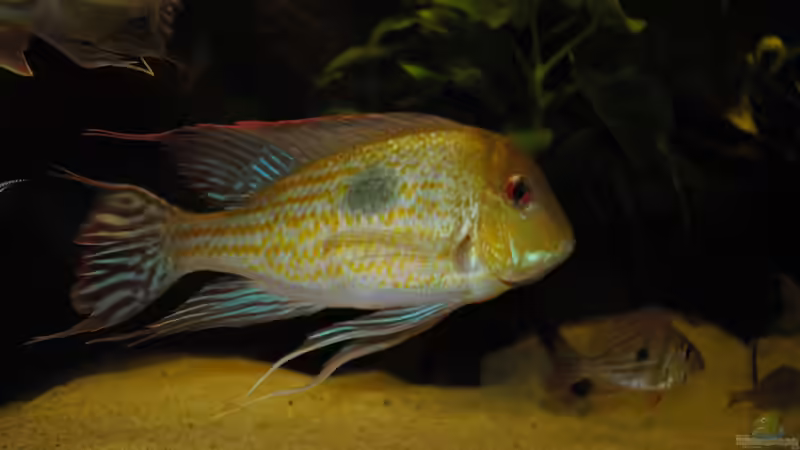 Besatz im Aquarium Geophagus & Co von weyrobing (8)