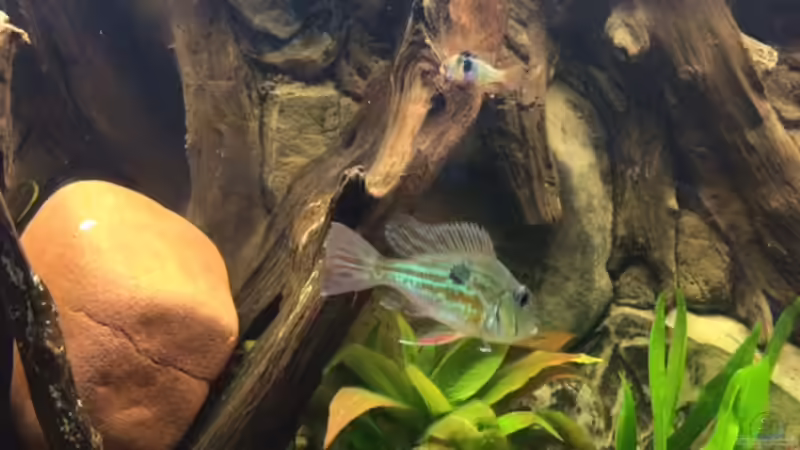 Besatz im Aquarium Geophagus Proximus von Captain Gü (41)