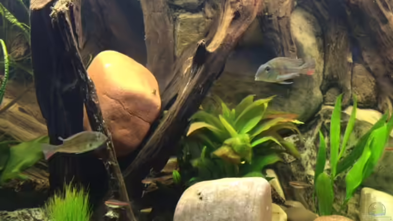 Besatz im Aquarium Geophagus Proximus von Captain Gü (42)