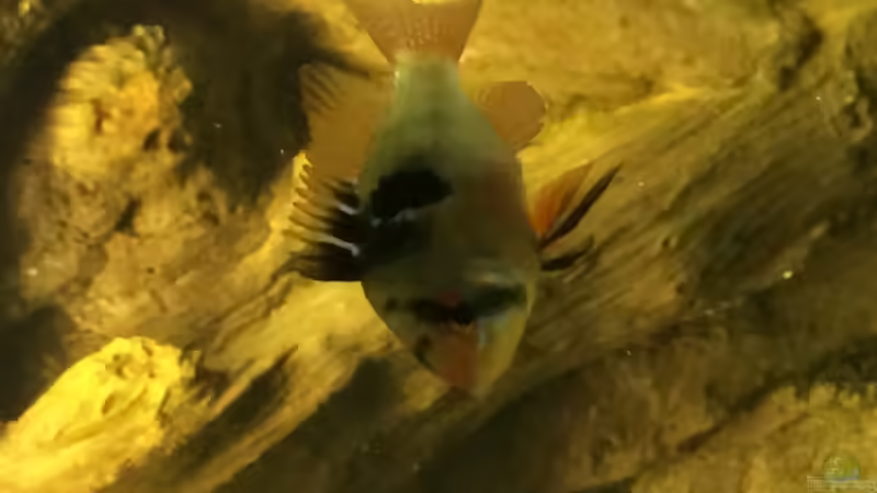 Besatz im Aquarium Geophagus Proximus von Captain Gü (46)