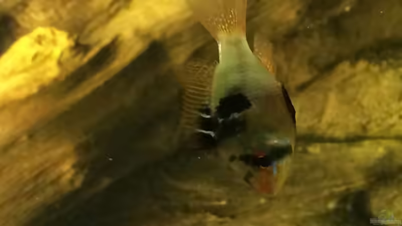 Besatz im Aquarium Geophagus Proximus von Captain Gü (47)