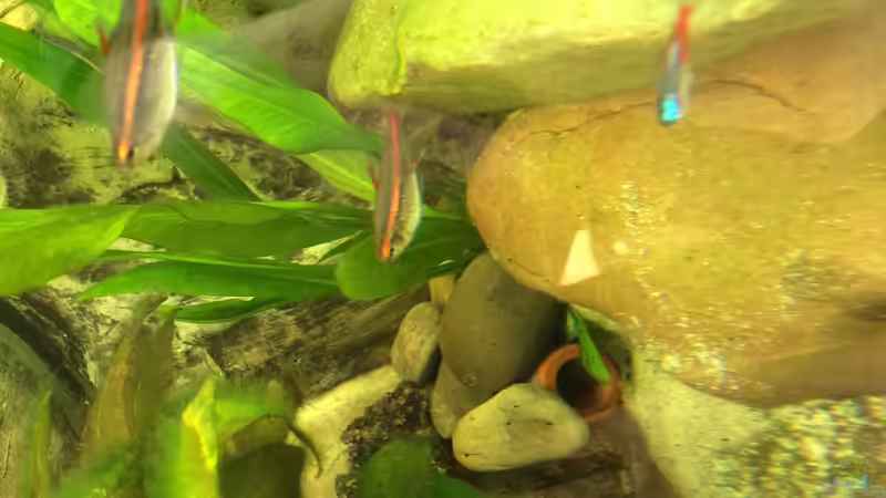 Besatz im Aquarium Geophagus Proximus von Captain Gü (48)