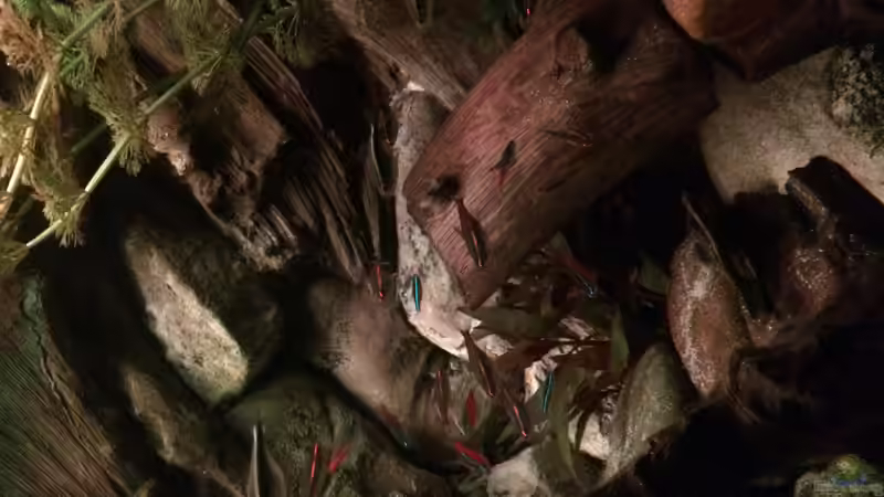 Besatz im Aquarium Geophagus Proximus von Captain Gü (50)