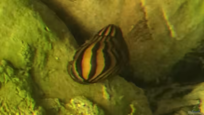 Besatz im Aquarium Geophagus Proximus von Captain Gü (51)