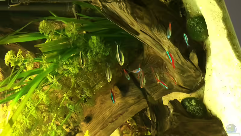 Besatz im Aquarium Geophagus Proximus von Captain Gü (55)