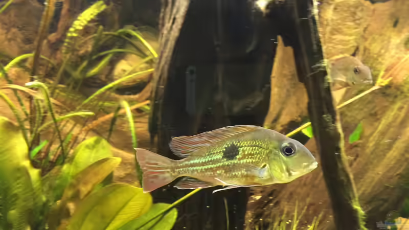 Besatz im Aquarium Geophagus Proximus von Captain Gü (56)