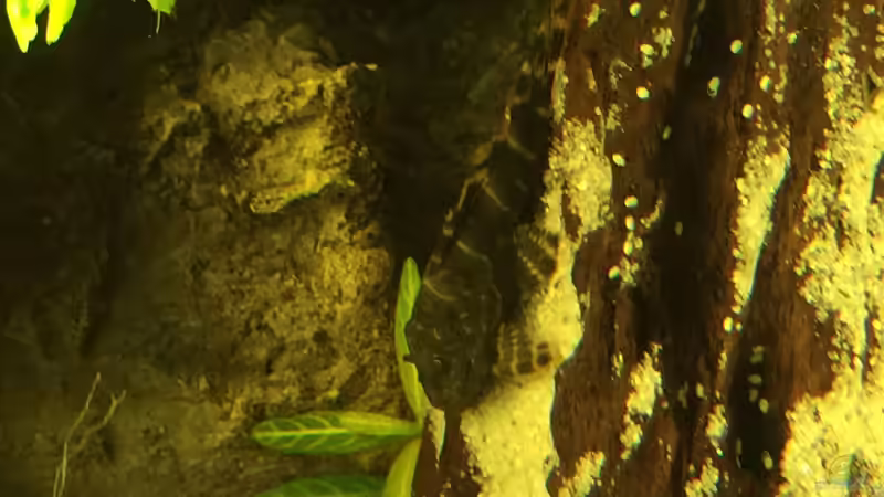 Besatz im Aquarium Geophagus Proximus von Captain Gü (57)