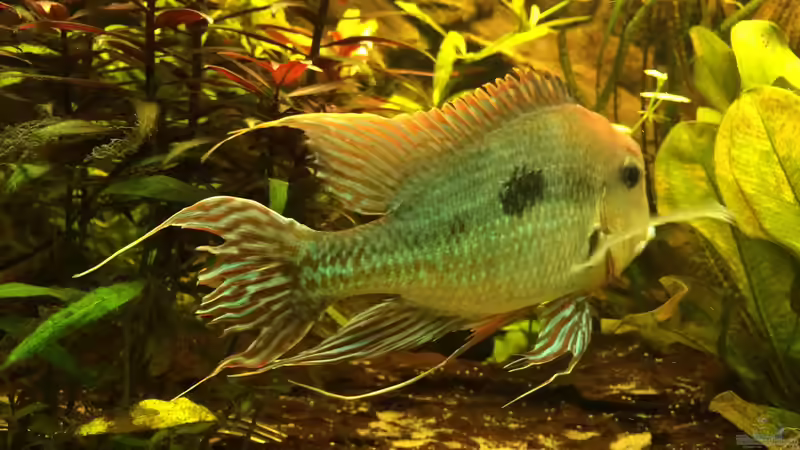 Besatz im Aquarium Geophagus Proximus von Captain Gü (60)