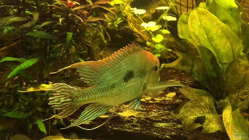 Besatz im Aquarium Geophagus Proximus von Captain Gü (61)