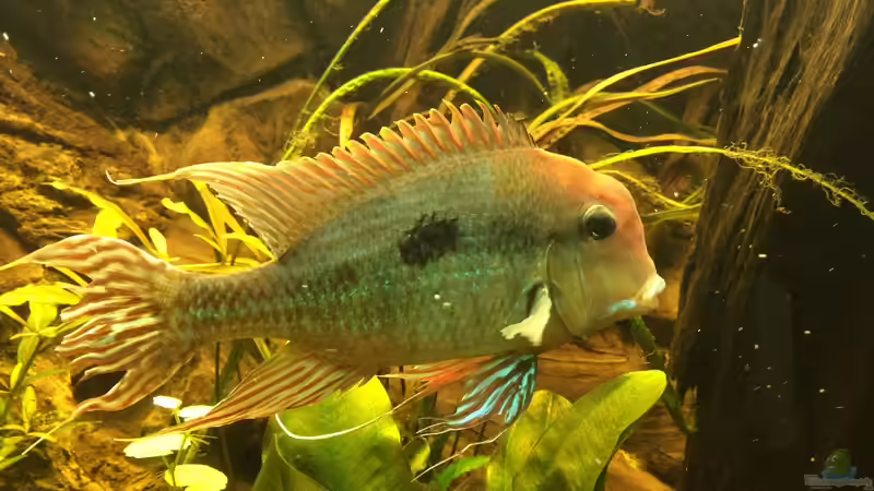 Besatz im Aquarium Geophagus Proximus von Captain Gü (62)
