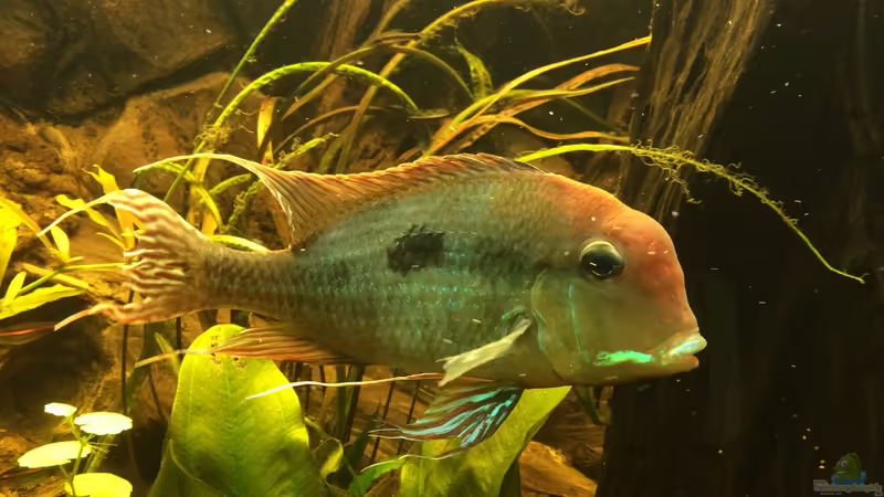 Besatz im Aquarium Geophagus Proximus von Captain Gü (63)